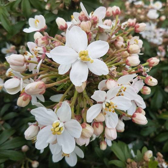 Oranger du Mexique Greenfingers® 'Lissfing', Choisya à fleurs Blanche/ - feuillage Persistant - Pot de 3L - 40/60 cm - Image 9
