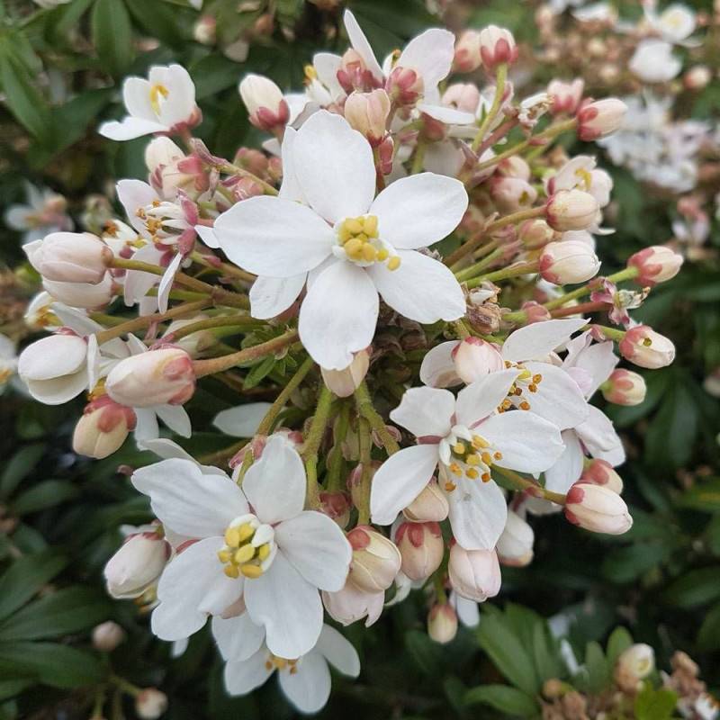 Oranger du Mexique Greenfingers® 'Lissfing', Choisya à fleurs Blanche - feuillage Persistant - Pot de 3L - 40/60 cm-  hauteur à maturité De 1,00 m à 1 - Imagen 9