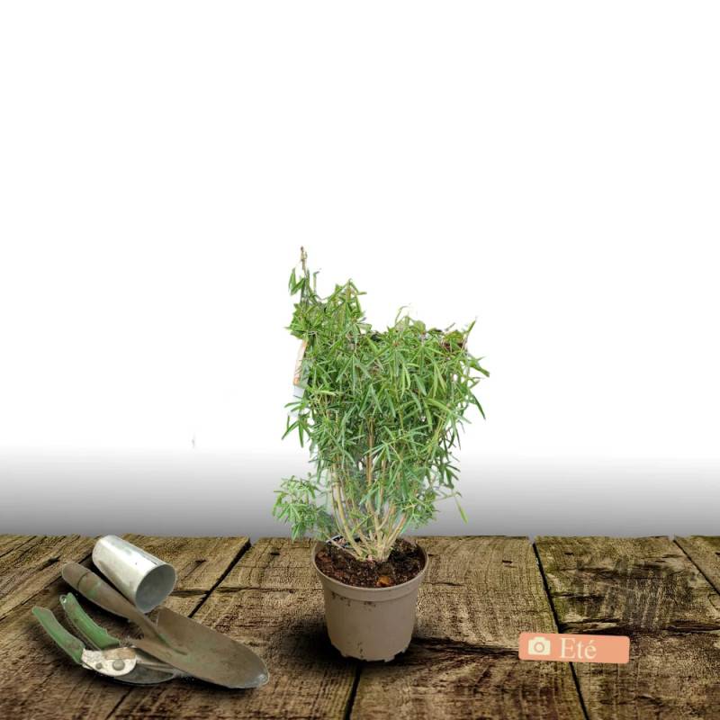 Oranger du Mexique Greenfingers® 'Lissfing', Choisya à fleurs Blanche - feuillage Persistant - Pot de 3L - 40/60 cm-  hauteur à maturité De 1,00 m à 1 - Imagen 3