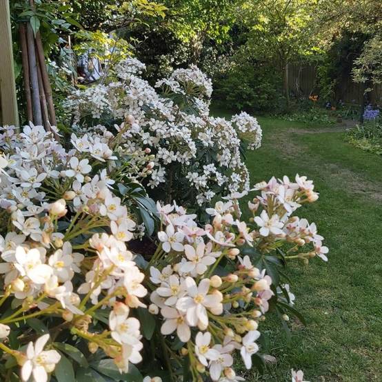 Oranger du Mexique Greenfingers® 'Lissfing', Choisya à fleurs Blanche/ - feuillage Persistant - Pot de 3L - 40/60 cm - Image 1