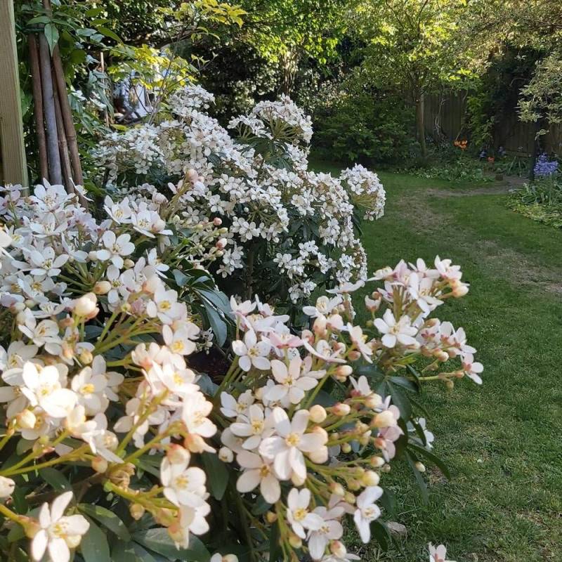 Oranger du Mexique Greenfingers® 'Lissfing', Choisya à fleurs Blanche - feuillage Persistant - Pot de 3L - 40/60 cm-  hauteur à maturité De 1,00 m à 1 - Imagen 1