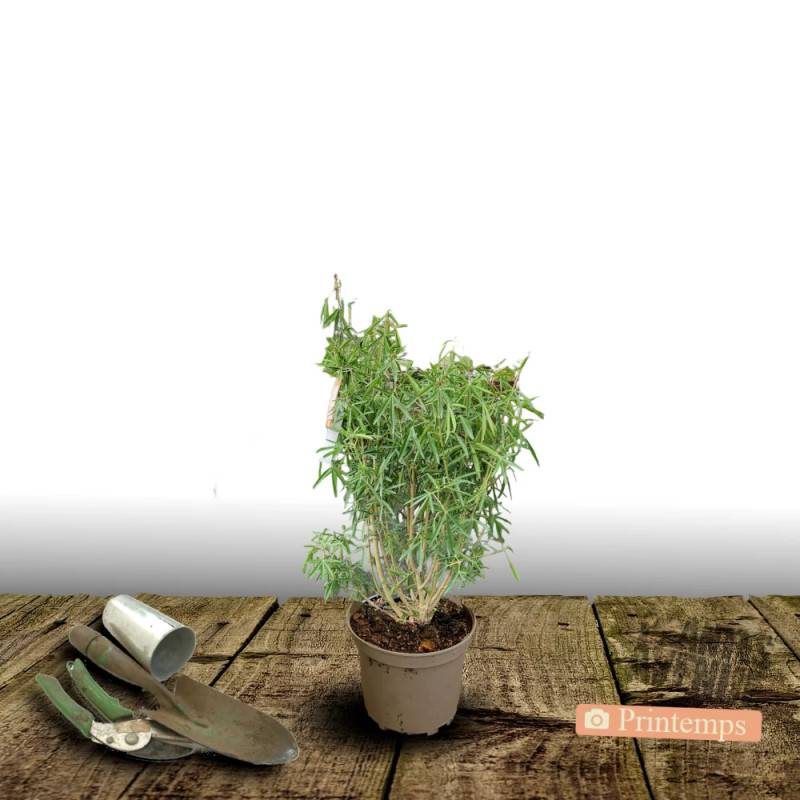 Oranger du Mexique Greenfingers® 'Lissfing', Choisya à fleurs Blanche - feuillage Persistant - Pot de 3L - 40/60 cm-  hauteur à maturité De 1,00 m à 1 - Imagen 5