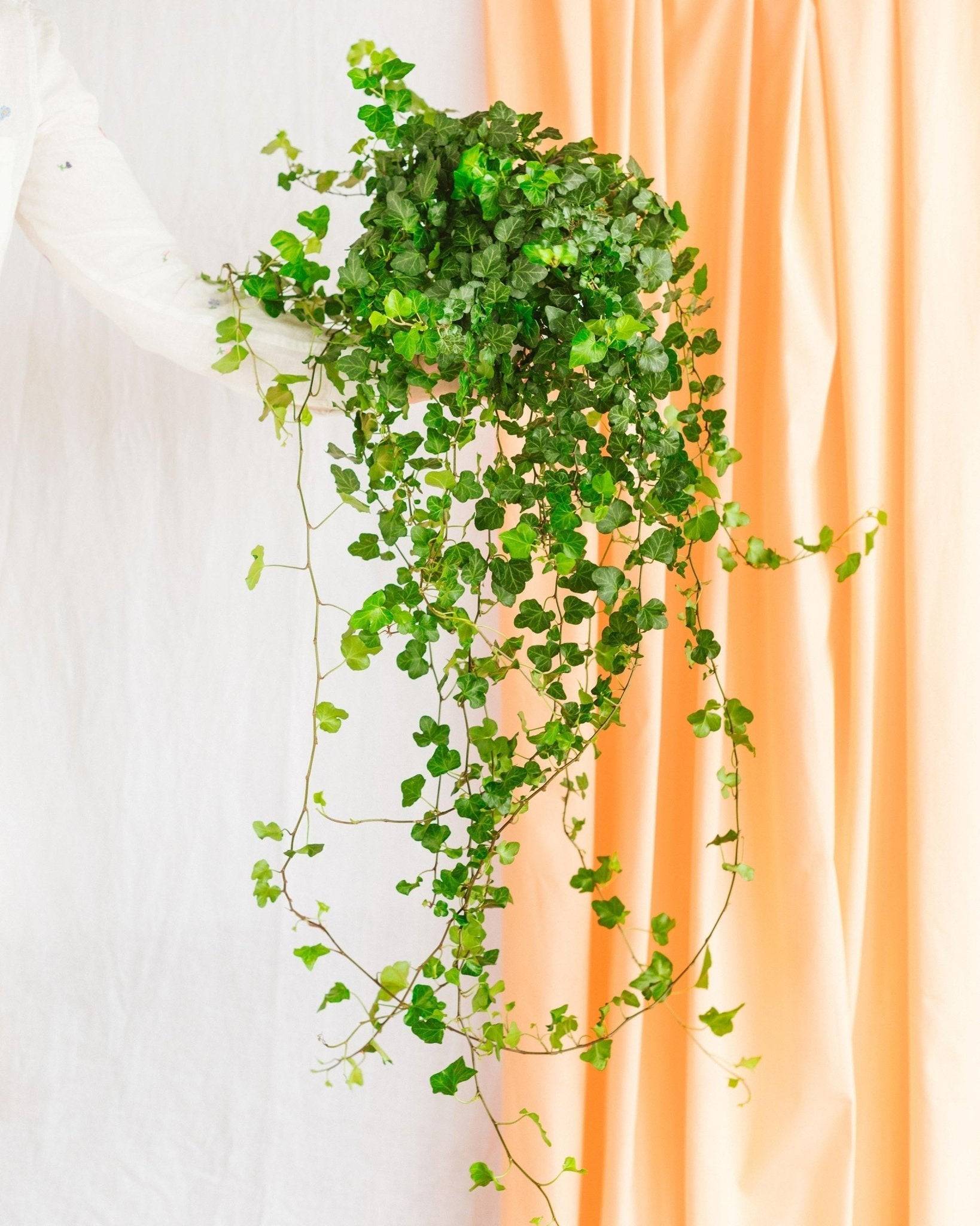 La Green Touch - Hedera Lierre tombant 70cm - Plante d'intérieur- La Green Touch