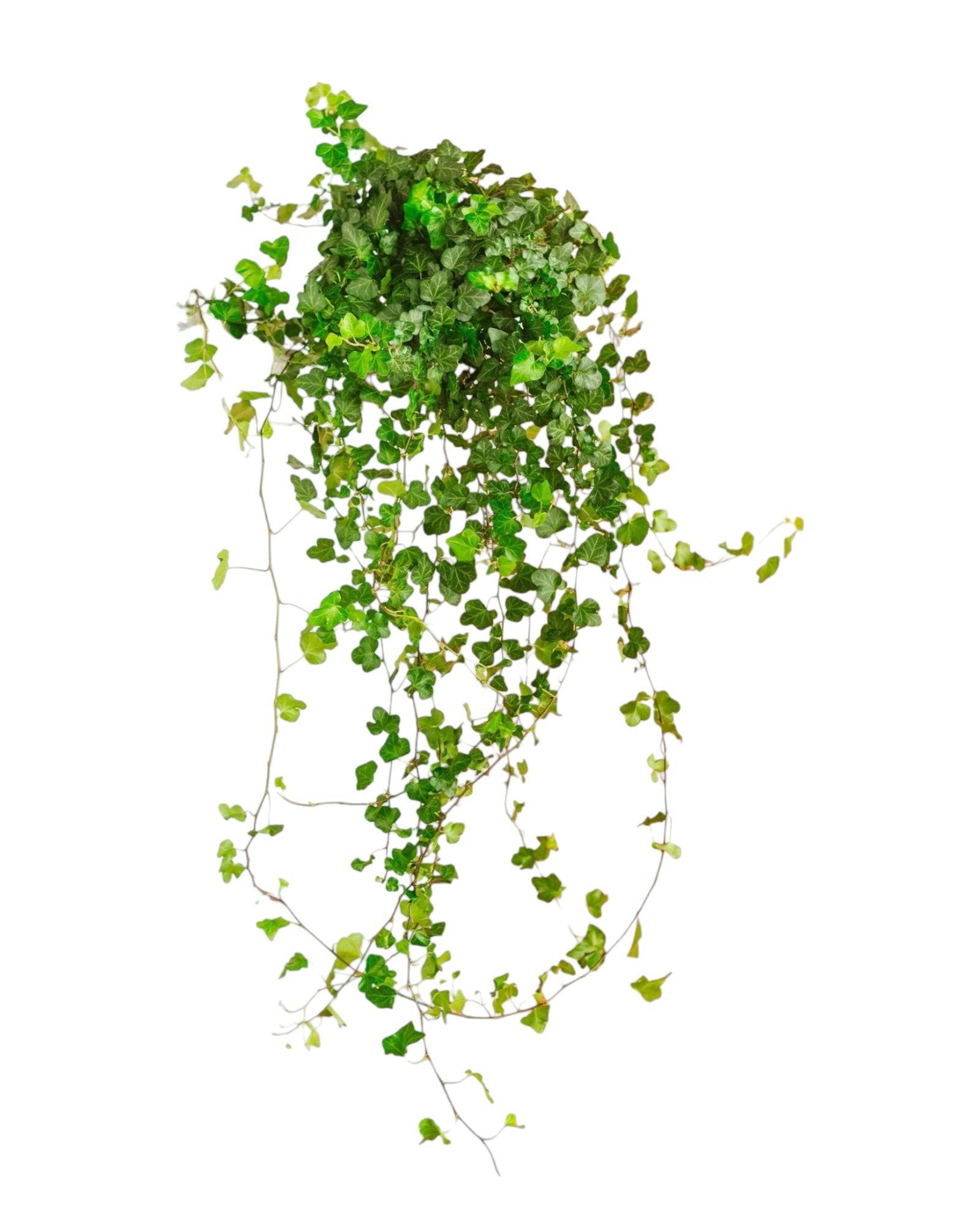 Hedera Lierre tombant 70cm - Plante d'intérieur- La Green Touch