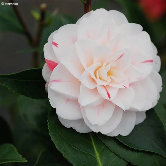 Camélia Stacy Susan - Camellia japonica Pot de 2L/3L - Image 1