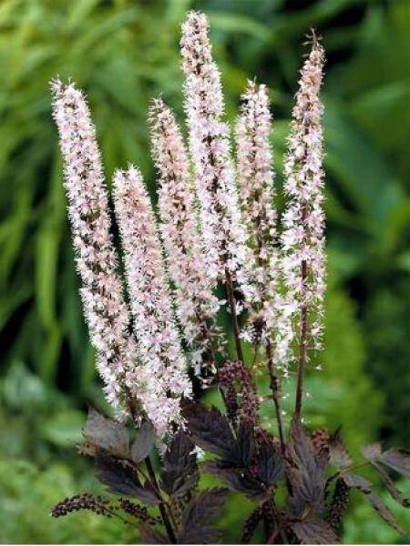 Cierge d'argent, Cimicifuga simplex Pink Spike Godet de 8/9 cm
