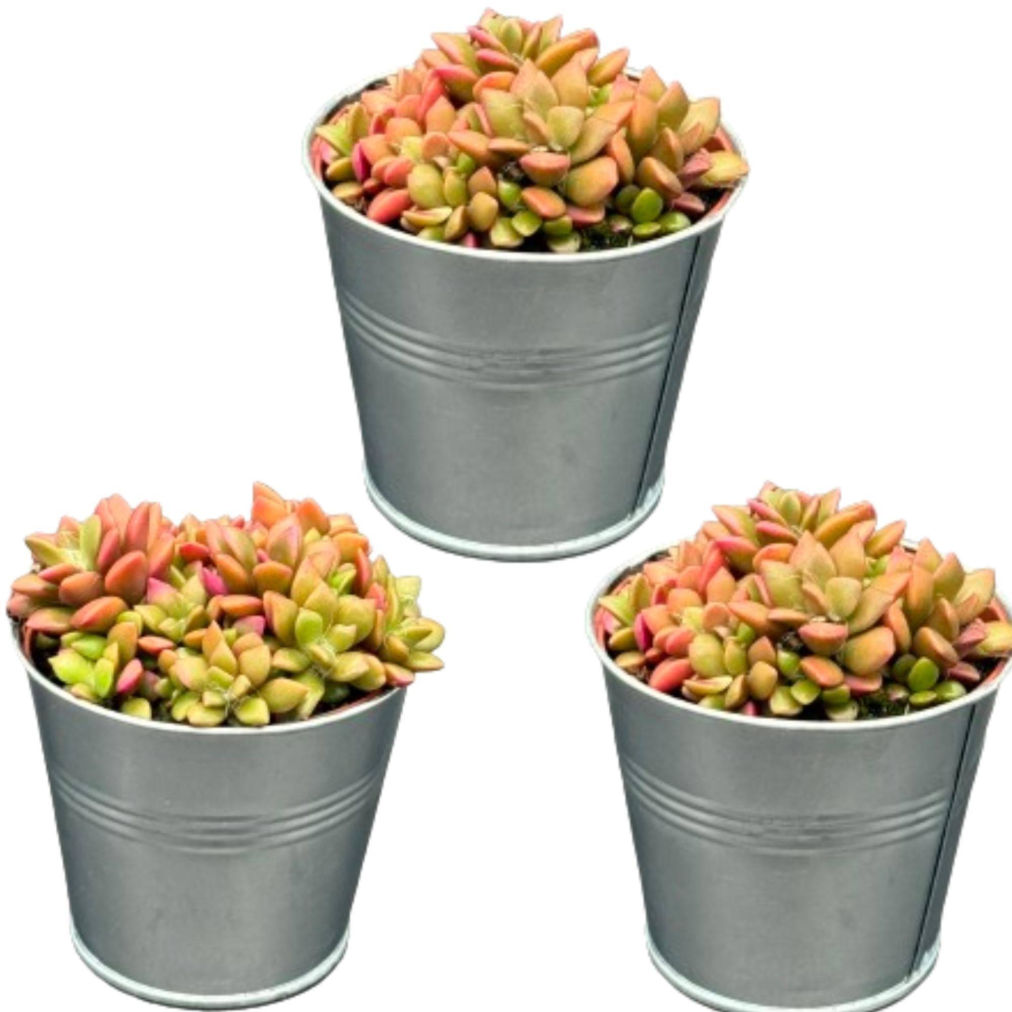 Anacampseros Rufescens Variegata en Pot de Zinc - Lot de 3 Succulentes Colorées- La Green Touch - Image 1