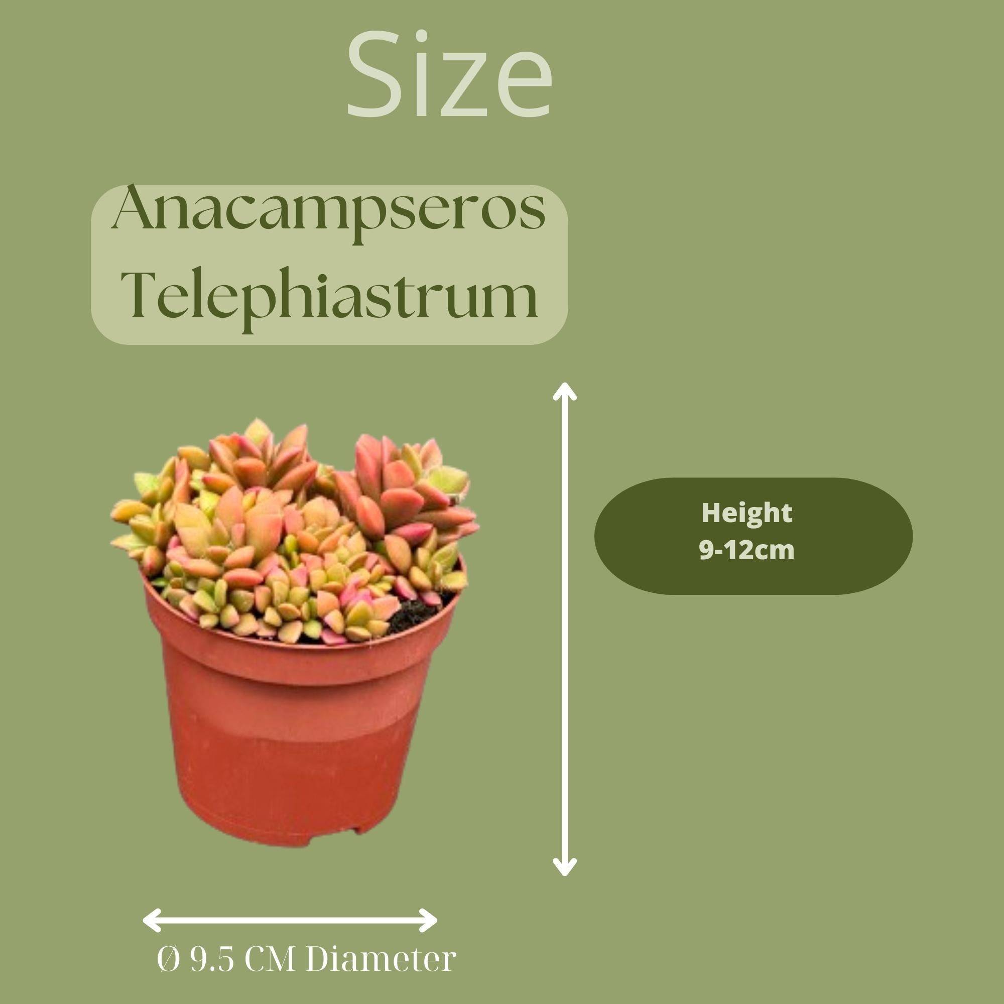 Anacampseros Rufescens Variegata en Pot de Zinc - Lot de 3 Succulentes Colorées- La Green Touch - Image 2
