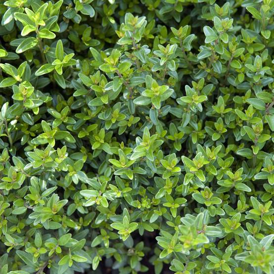 Lonicera nitida Tidy Tips - Chèvrefeuille à feuilles de Buis Pot de 2L/3L - Image 1