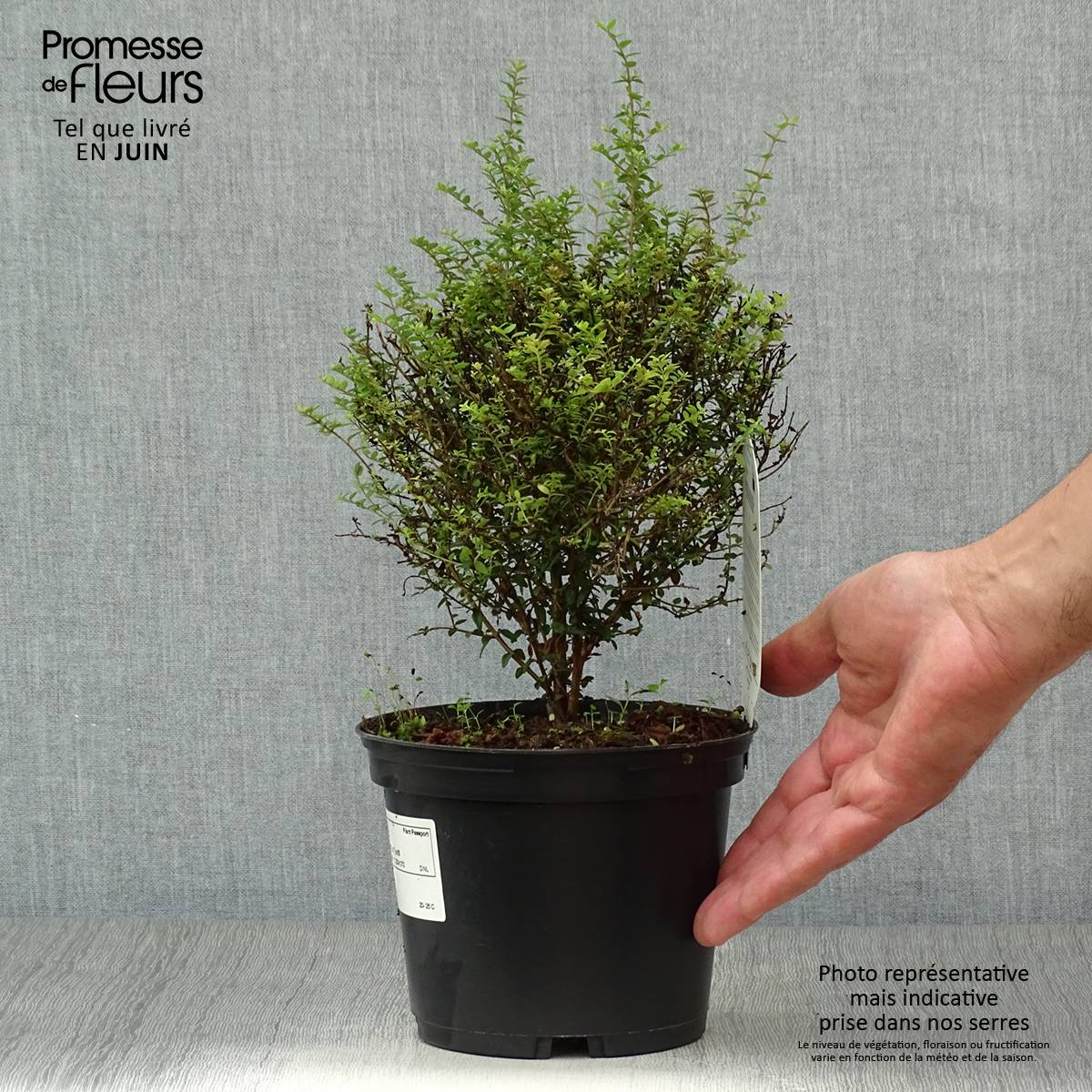 Lonicera nitida Tidy Tips - Chèvrefeuille à feuilles de Buis Pot de 2L/3L - Image 2