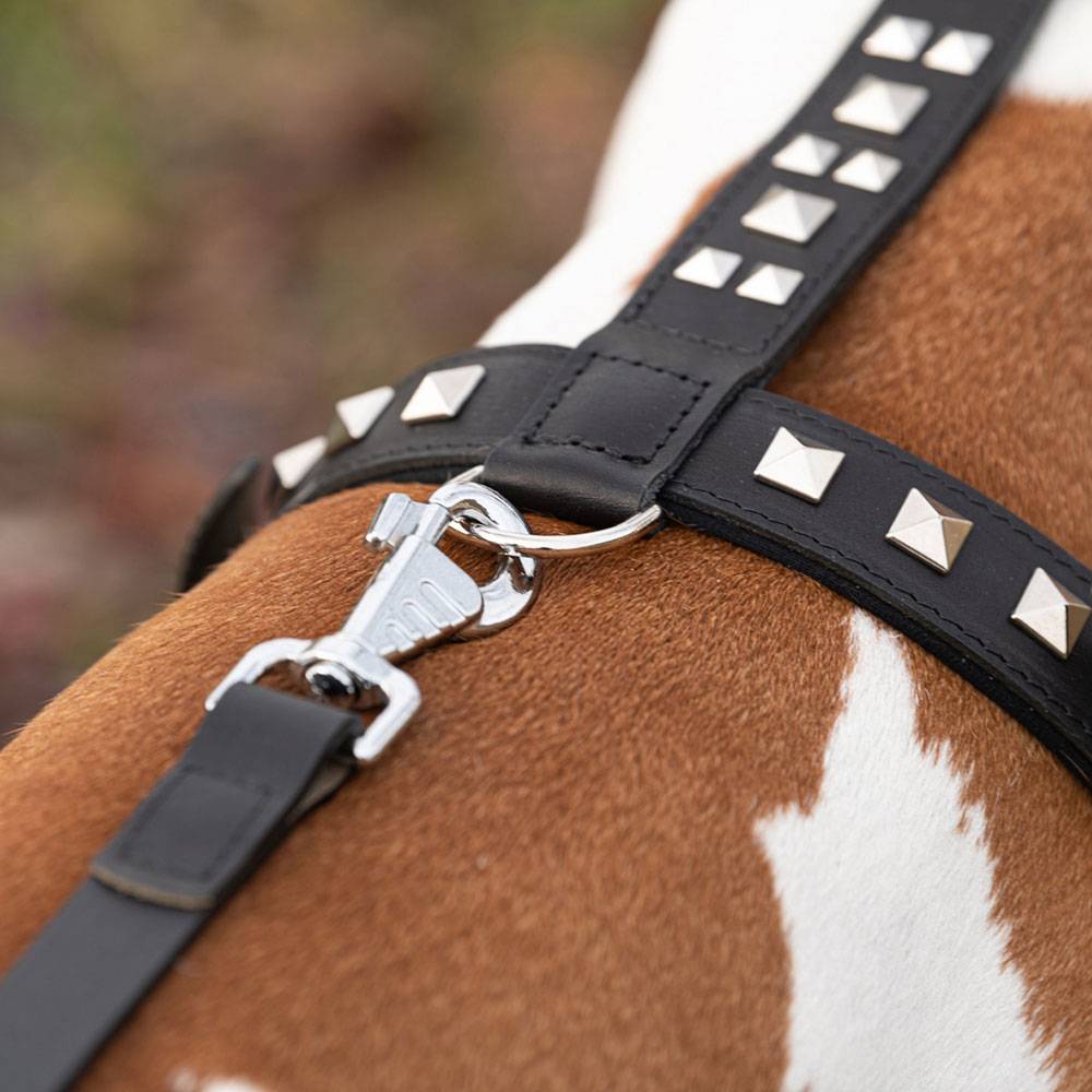 Ferplast - Harnais pour Chiens GIOTTO LUXOR MEDIUM, en Cuir Véritable avec Clous Argentés - Imagen 7