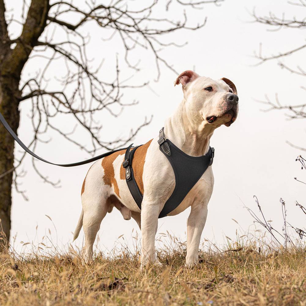 Ferplast - Harnais pour Chiens GIOTTO LUXOR MEDIUM, en Cuir Véritable avec Clous Argentés - Imagen 4