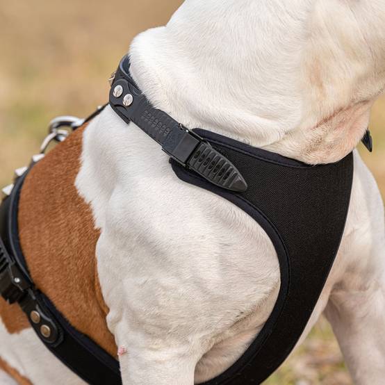 Ferplast - Harnais pour Chiens GIOTTO LUXOR MEDIUM, en Cuir Véritable avec Clous Argentés - Imagen 6