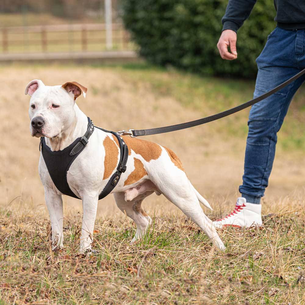 Ferplast - Harnais pour Chiens GIOTTO LUXOR MEDIUM, en Cuir Véritable avec Clous Argentés - Imagen 3