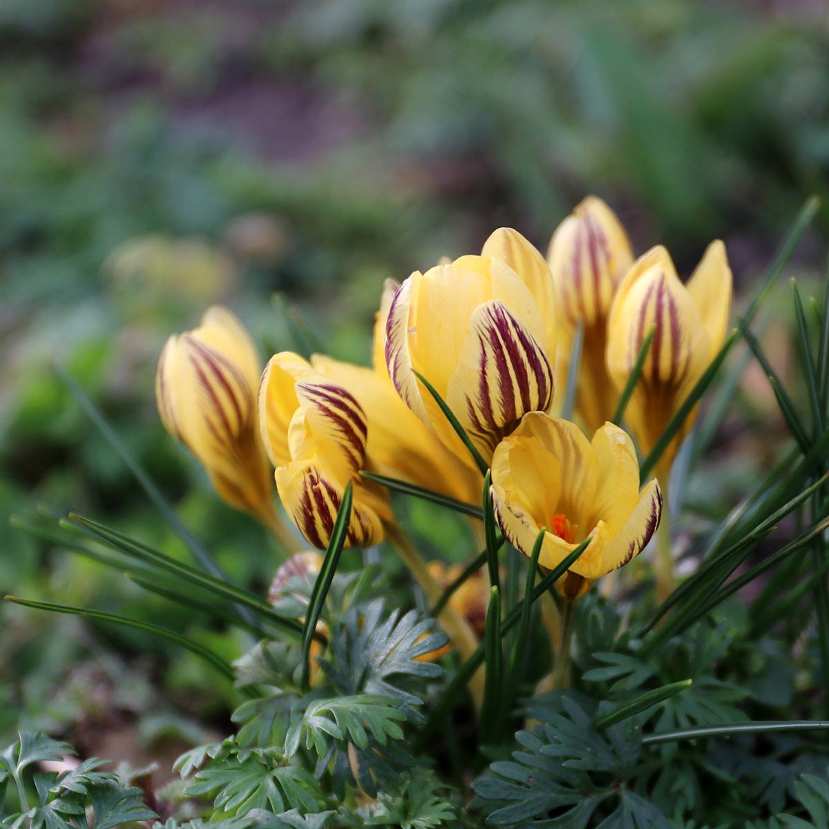 Promesse de Fleurs - Crocus chrysanthus Gipsy Girl Bulbe calibre 5+ (par 15)
