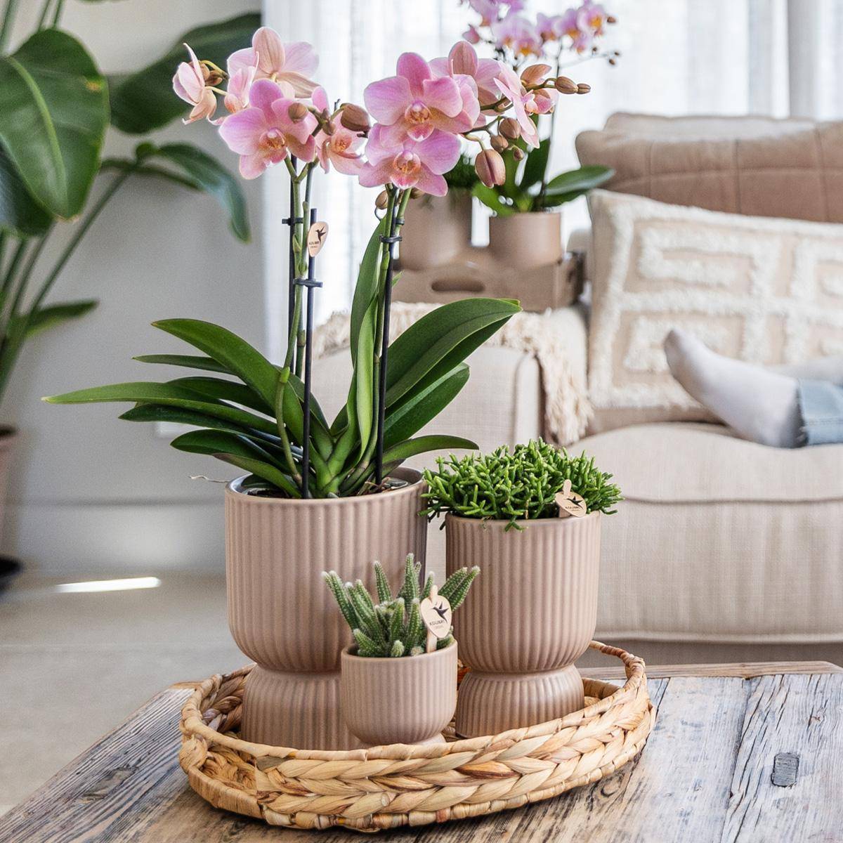 La Green Touch - Orchidée Phalaenopsis Jaune et son pot- La Green Touch Sable - Hauteur 35cm - Imagen 2