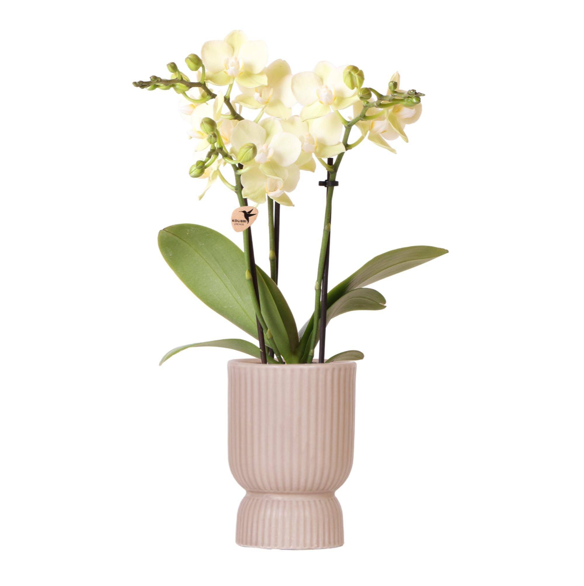 La Green Touch - Orchidée Phalaenopsis Jaune et son pot- La Green Touch Sable - Hauteur 35cm - Imagen 1