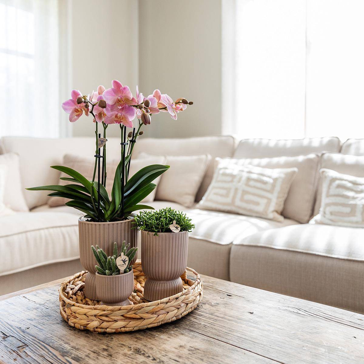 La Green Touch - Orchidée Phalaenopsis Jaune et son pot- La Green Touch Sable - Hauteur 35cm - Imagen 3