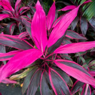 Gardenersdream - Cordyline Tango | Faux Palmier Au Feuillage Persistant Pour La Maison Ou Le Bureau (De 30 À 40 Cm Pot Inclus) - GardenersDream