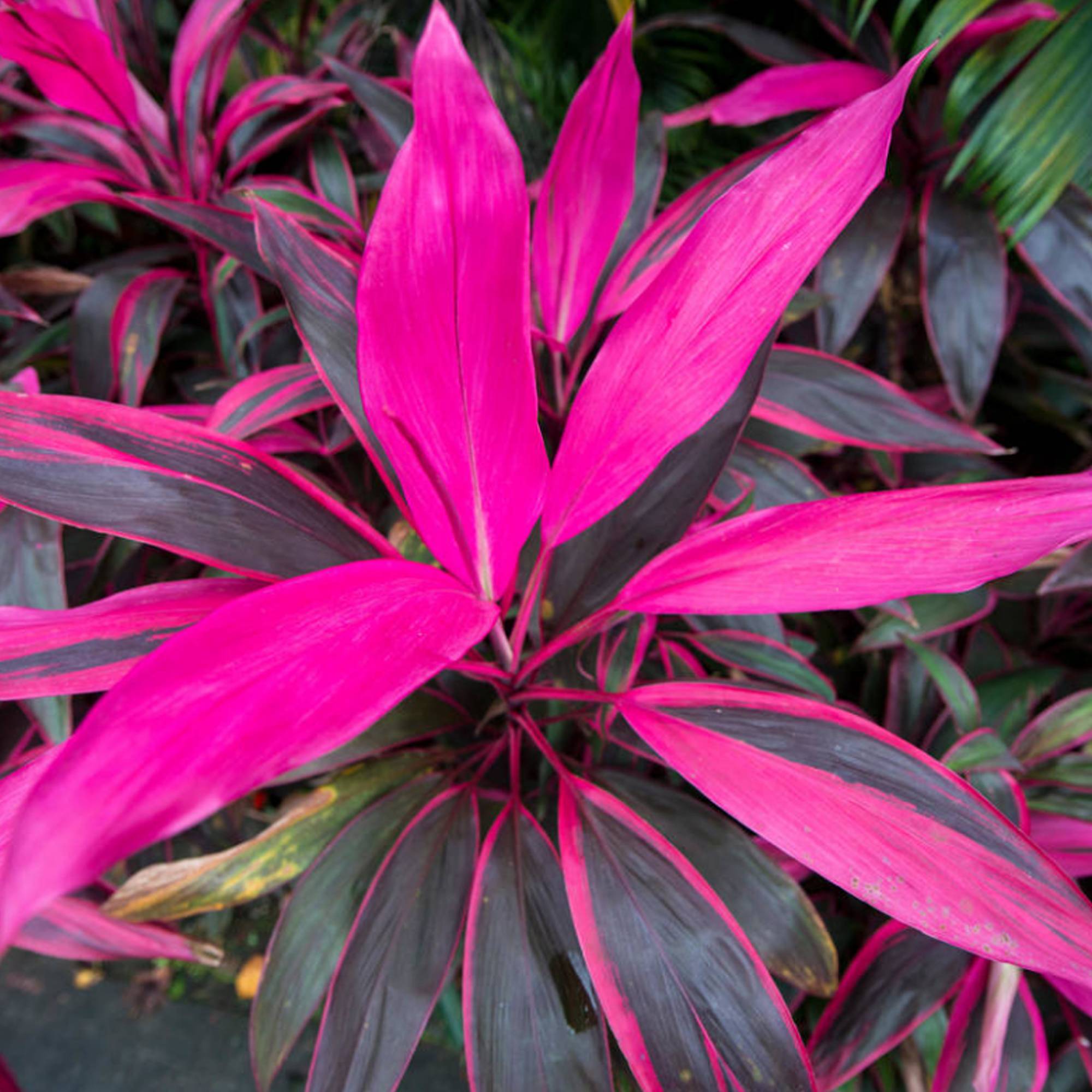 Gardenersdream - Cordyline Tango | Faux Palmier Au Feuillage Persistant Pour La Maison Ou Le Bureau (De 30 À 40 Cm Pot Inclus) - GardenersDream