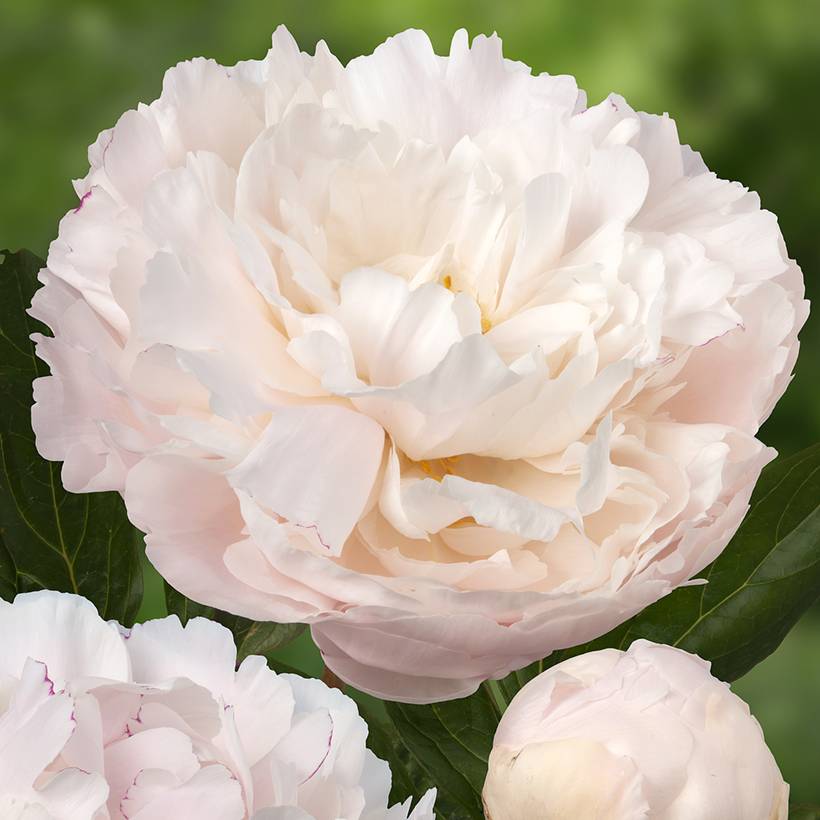 Pivoine lactiflora Dynasty Pot de 4L/5L