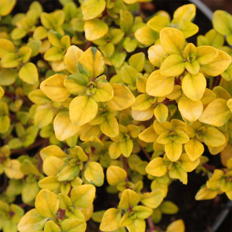 Promesse de Fleurs - Thym citron Bertram Anderson - Thymus citriodorus Godet de 8/9 cm