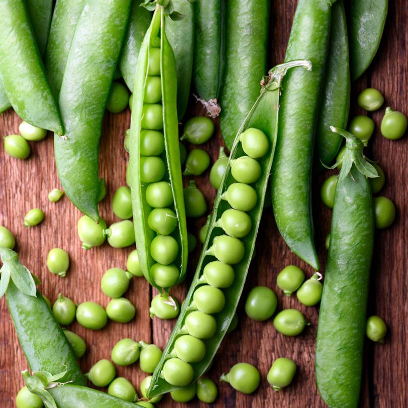 Promesse de Fleurs - Pois à rames Express à longue cosse (Le Généreux) - Pisum sativum le sachet de 250-350 graines environ (100g)