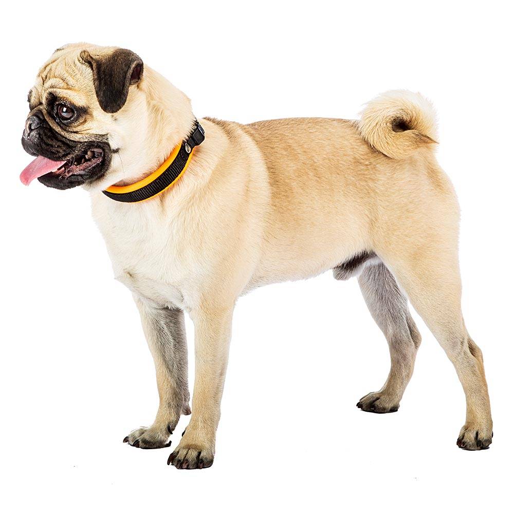 Ferplast - Collier Ergonomique pour Chiens ERGOFLUO C15/33 avec Rembourrage et Fermeture à Micro-régulation - Imagen 6