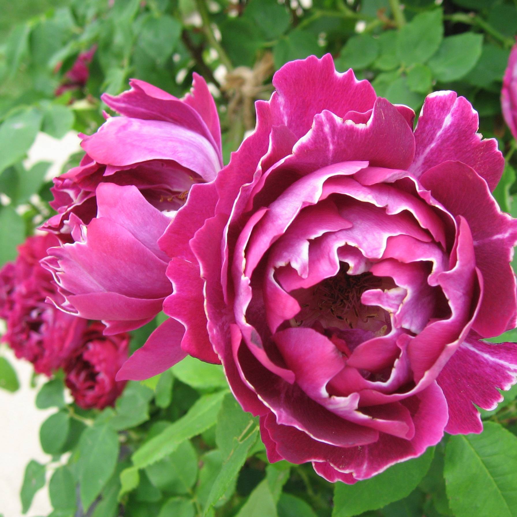 Promesse de Fleurs - Rosier ancien Baron Girod de l'Ain Pot de 4L/5L