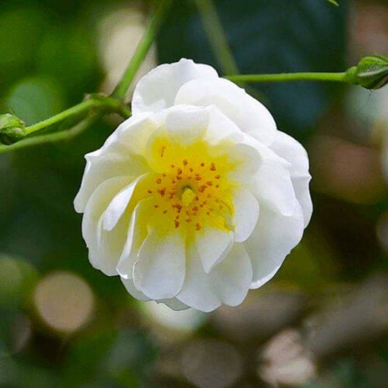 Rosier Couvre Sol 'Opalia' - Conteneur 3L - Pépinières Naudet