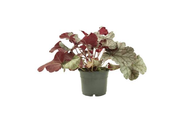 Heuchera collection pot 10,5 cm - Image 1