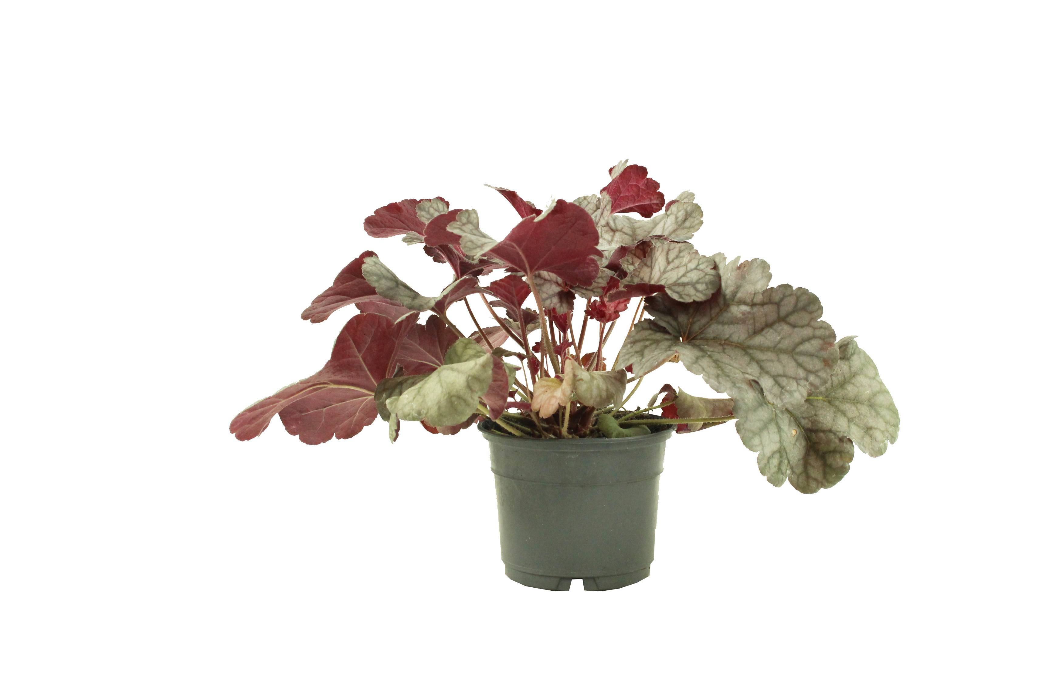 Heuchera collection  pot 10,5 cm - Image 1