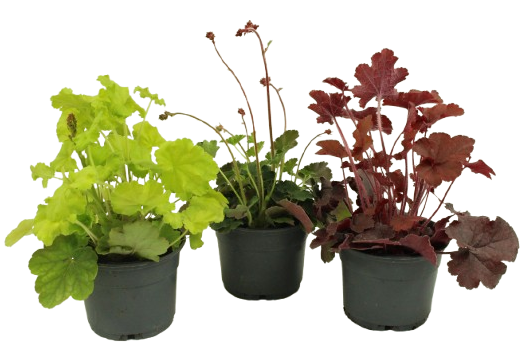 Heuchera collection  pot 10,5 cm