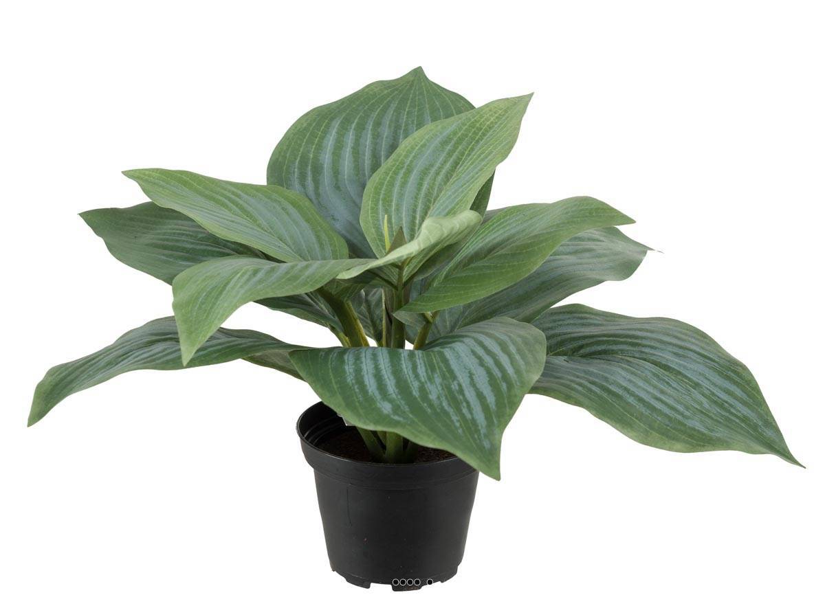 Artificielles - Hosta artificiel en pot H 20 cm D 30 cm Large feuille factices Vert - couleur: Vert - Imagen 2