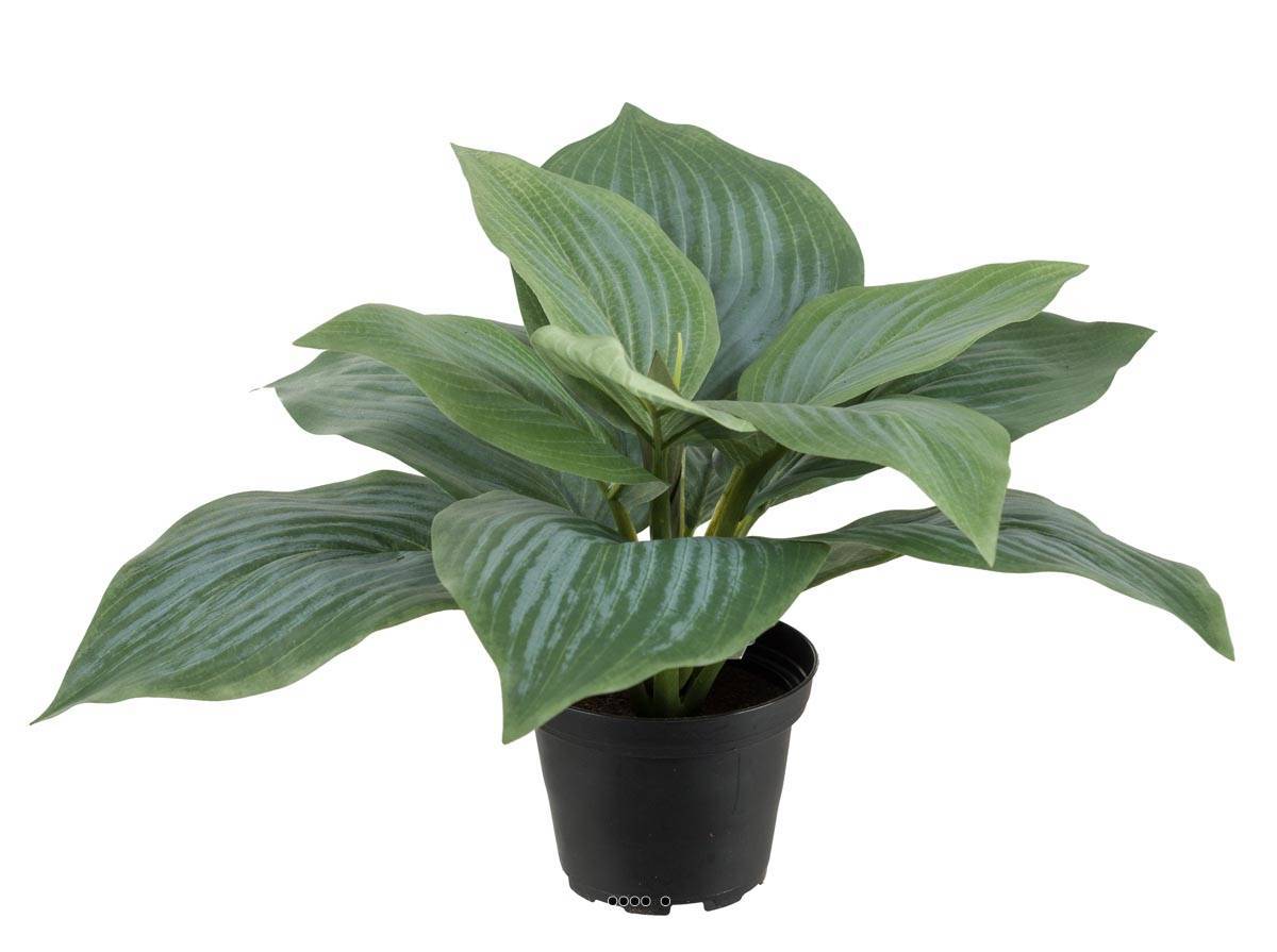 Artificielles - Hosta artificiel en pot H 20 cm D 30 cm Large feuille factices Vert - couleur: Vert - Imagen 1