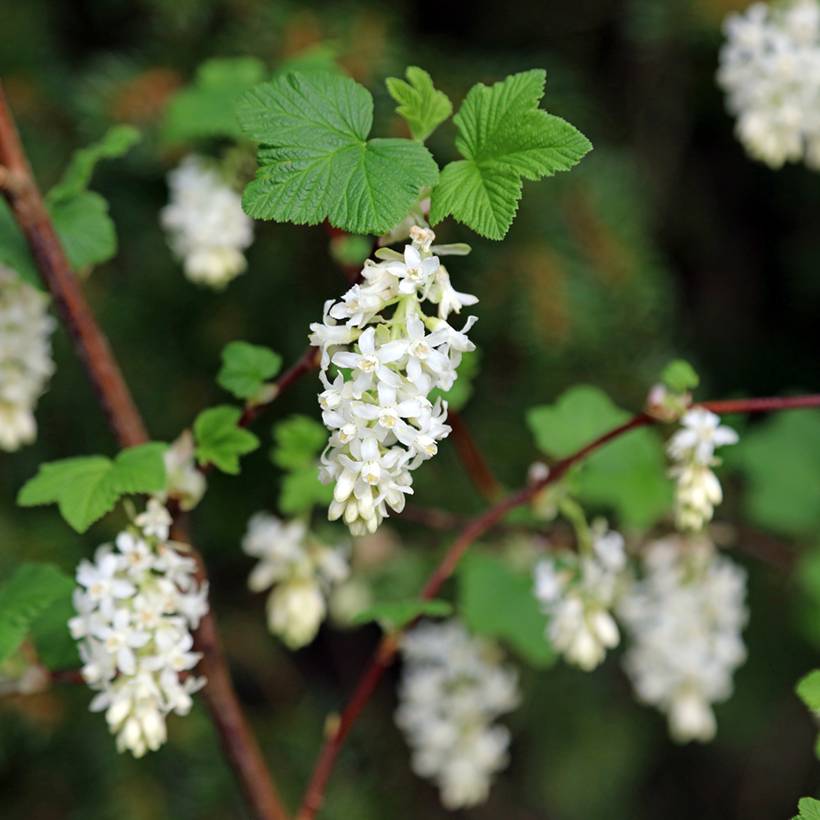 Promesse de Fleurs - Ribes sanguineum Johannie Whitenow! - Groseillier à fleurs Pot de 4L/5L