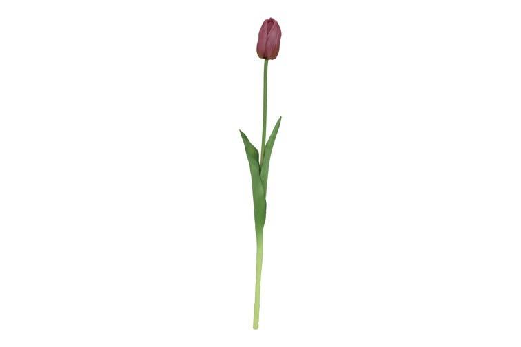Fleur Tulipa L pourpre-10x10x47CM
