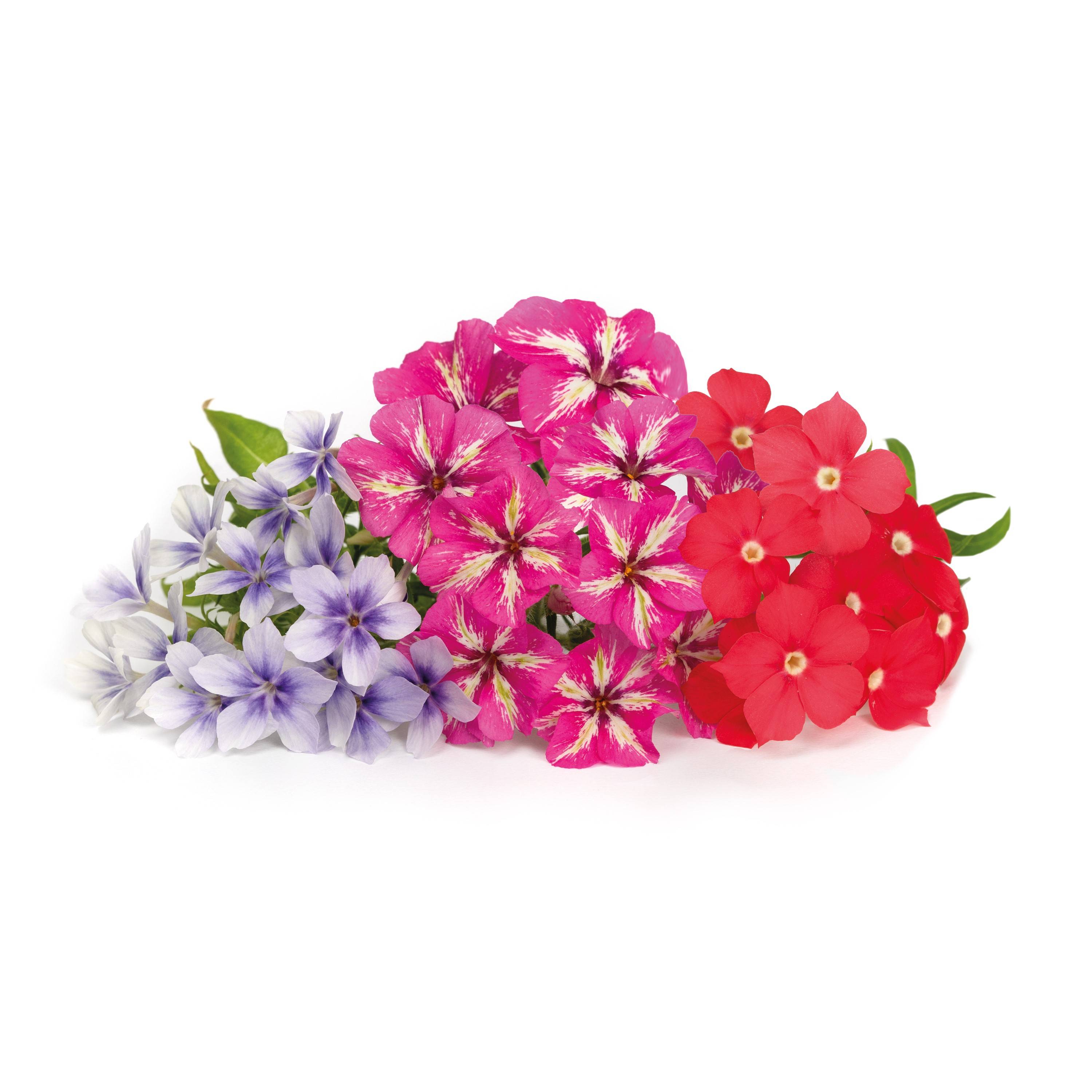Veritable - Lingot Phlox - Recharge prête à l'emploi - Véritable - Imagen 2