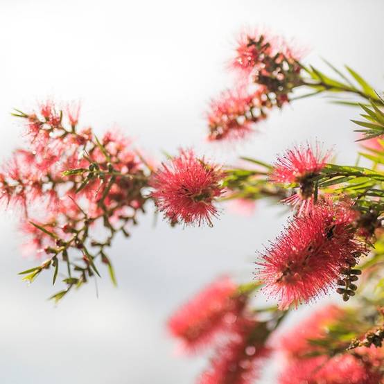 Rince bouteille (Callistemon x laevis) - Godet 9cm - Pépinières Naudet - Image 2