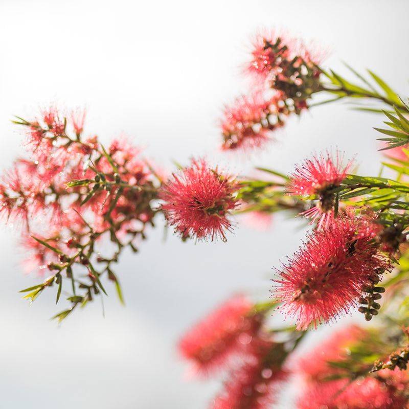 Rince bouteille (Callistemon x laevis) - Godet 9cm - Pépinières Naudet - Image 2