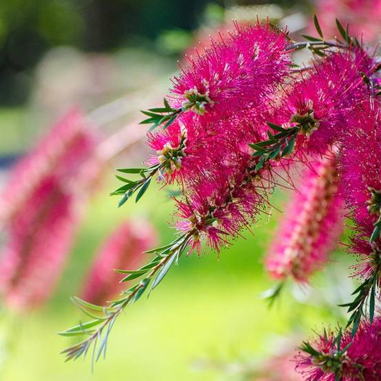 Rince bouteille (Callistemon x laevis) - Godet 9cm - Pépinières Naudet - Image 1