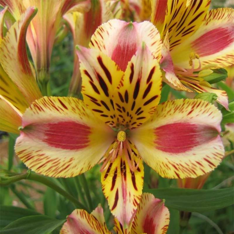 Alstroémère Duchesses Marguerite - Lys des Incas Godet de 8/9 cm