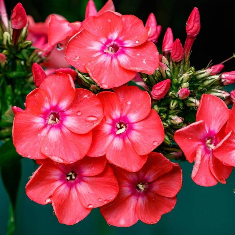 Phlox paniculé Orange Perfection à fleurs Orange/ - feuillage Caduc - Godet - 5/20 cm - Imagen 1