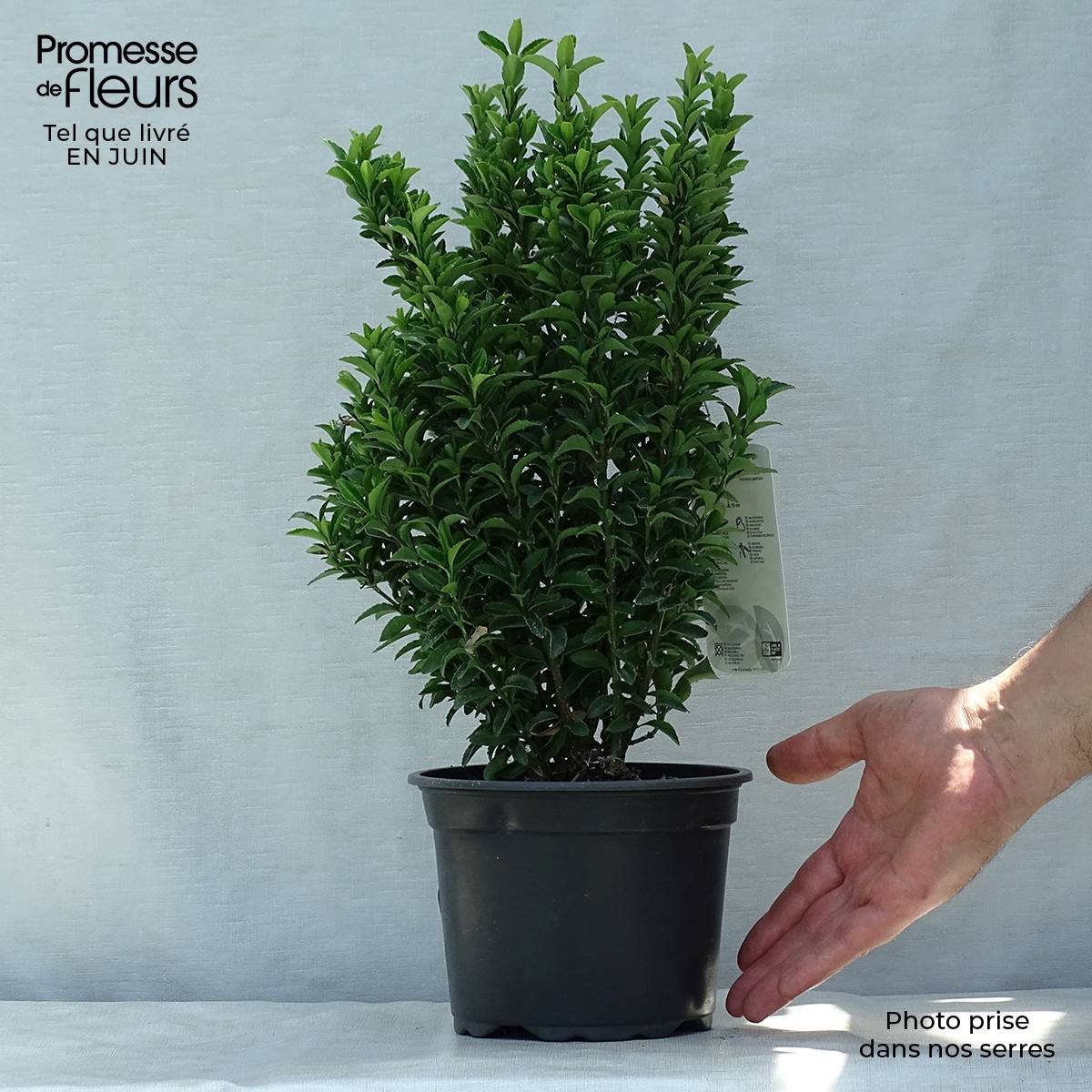 Promesse de Fleurs - Euonymus japonicus Microphyllus  - Fusain du Japon Pot de 2L/3L - Image 2