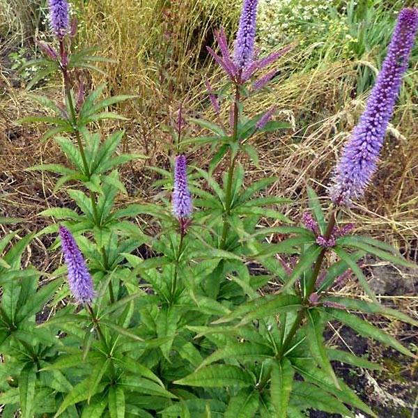 Promesse de Fleurs - Veronicastrum virginicum Cupid - Véronique Cupid Godet de 8/9 cm