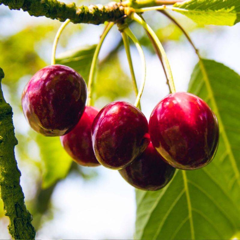 Cerisier bigarreau 'Hedelfingen' (Prunus avium 'Hedelfingen') - Scion de 100cm - Pépinières Naudet - Imagen 1