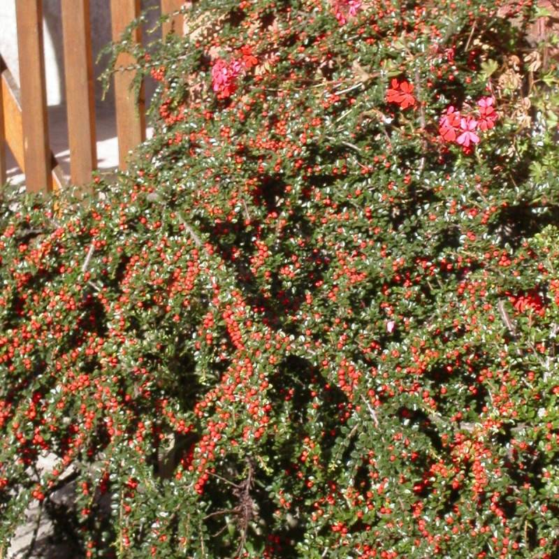 Cotoneaster rampant Skogholm, Cotonéaster à fleurs Blanche - feuillage Semi-Persistant - Godet - 5/20 cm-  hauteur à maturité De 0,50 m à 1,00 m - Image 2