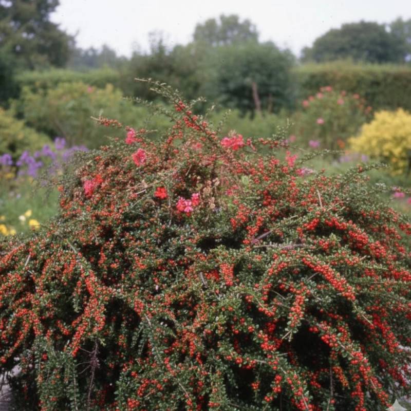 Cotoneaster rampant Skogholm, Cotonéaster à fleurs Blanche - feuillage Semi-Persistant - Godet - 5/20 cm-  hauteur à maturité De 0,50 m à 1,00 m - Image 3