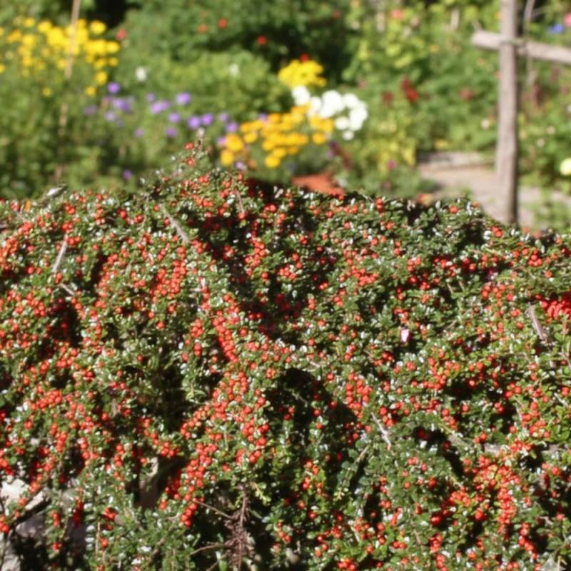 Cotoneaster rampant Skogholm, Cotonéaster à fleurs Blanche - feuillage Semi-Persistant - Godet - 5/20 cm-  hauteur à maturité De 0,50 m à 1,00 m - Image 4