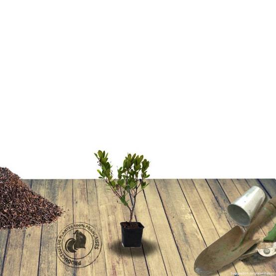 Arbousier, Arbre aux fraises Compacta à fleurs Blanche - feuillage Persistant - Pot de 4L - 20/40 cm- hauteur à maturité De 1,50 m à 2,00 m - Image 4